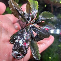 【超希少】ブセブァランドラ  SP.レーベルブルー  黒光石付きの画像