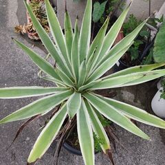 アガベハクセンコウ大株の画像