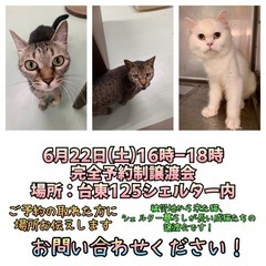 被災地保護猫&シェルター成猫譲渡会！(完全予約制)