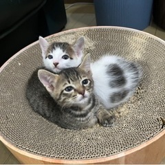 お目目まんまる兄弟🐈‍⬛