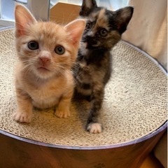 2ヶ月くらいの兄弟🐈‍⬛