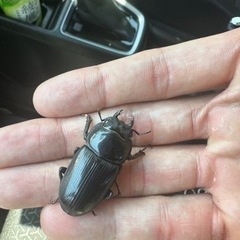 クワガタ採集に同行させてください。