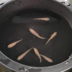 ☆増量中☆　ヒメダカ　有精卵50個＋α　メダカ飼育の画像