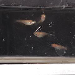 ☆増量中☆　ヒメダカ　有精卵50個＋α　メダカ飼育の画像