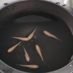 ☆増量中☆　ヒメダカ　有精卵50個＋α　メダカ飼育の画像