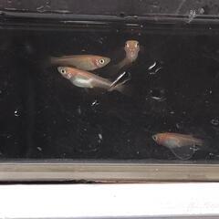 ☆増量中☆　ヒメダカ　有精卵50個＋α　メダカ飼育の画像