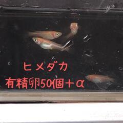 ☆増量中☆　ヒメダカ　有精卵50個＋α　メダカ飼育の画像