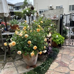 鉢植え薔薇売りますの画像