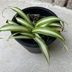 植物　折り鶴乱