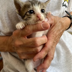 かわいいキジしろちゃん（一旦締め切ります）