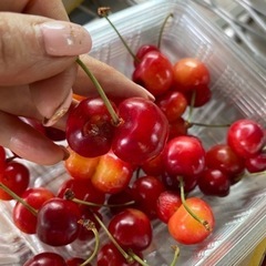 さくらんぼ紅秀峰　食品の画像