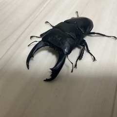 テイオウヒラタクワガタ オス単品 95mmupの画像