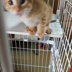 里親募集