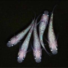 メダカ　販売