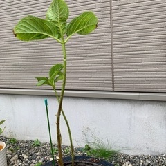 生活雑貨 家庭用品 ガーデニング