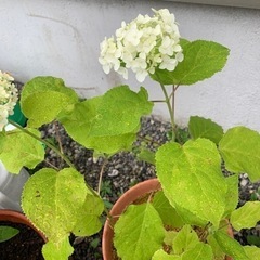 生活雑貨 家庭用品 ガーデニング