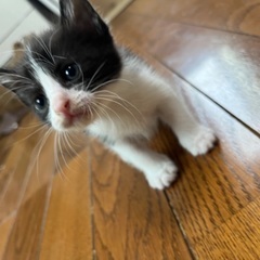 かわいいハチワレちゃん（一旦締め切ります）