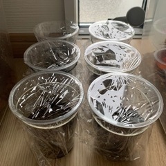 元気なカブトムシ成虫・卵・お譲り致します 　の画像