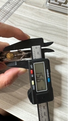 《特注激レア》ゴローズ　（goro's）爪　平打ちブレス バングル　刻印の激レア