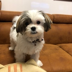 シーズ✖️マルチーズミックス　１歳