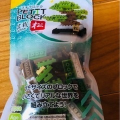 プチブロック盆栽松