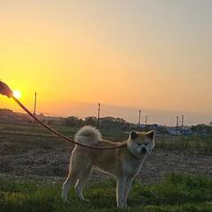 秋田犬1歳8ヶ月女の子　　譲渡先決まりました
