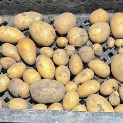 ジャガイモ　インカの目覚め　キロ200円農薬不使用の画像