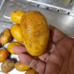 ジャガイモ　インカの目覚め　キロ200円農薬不使用の画像