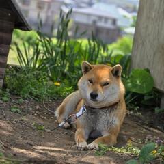 柴犬3歳女の子　　譲渡先決まりました。