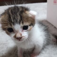 生後2週過ぎ　キジ白子猫　里親さん募集します🐈