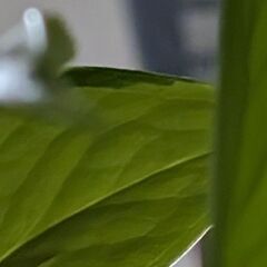 ライムポトスの画像