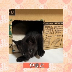 里親さま決定　可愛いクロネコ🩷やまと
