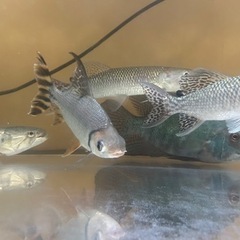 熱帯魚の画像