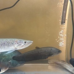 熱帯魚の画像