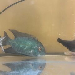 熱帯魚の画像