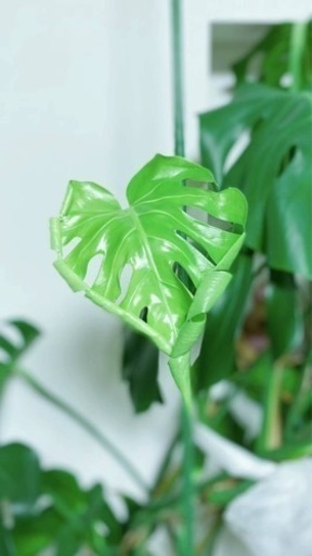 生活雑貨 家庭用品 ガーデニング