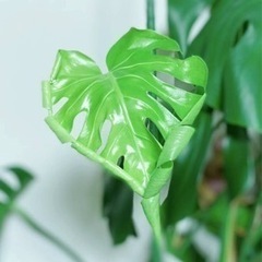 生活雑貨 家庭用品 ガーデニング