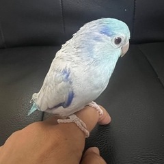 マメルリハ　オス　ブルーファロー