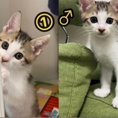 現在募集を停止させてもらっています。
