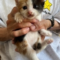 かわいいミケちゃん