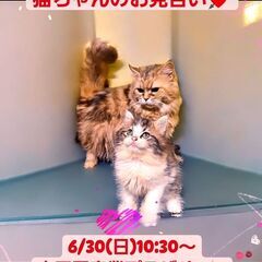 里親募集中！ラガマフィン親子♂♀(⋈◍＞◡＜◍)。✧♡