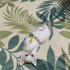 【里親決定しました】お問い合わせありがとうございました。生後2ヶ月オス猫 - 猫