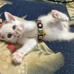 【里親決定しました】お問い合わせありがとうございました。生後2ヶ月オス猫 - 姫路市