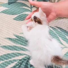 【里親決定しました】お問い合わせありがとうございました。生後2ヶ月オス猫 − 兵庫県