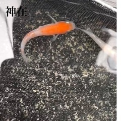 神在　針子抜け1匹150円　メダカ　めだか