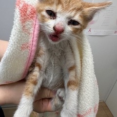 子猫　里親さん募集　茶白　２ヶ月齢　そらまめ🐈 - 里親募集