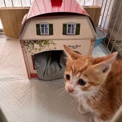 子猫　里親さん募集　茶白　２ヶ月齢　そらまめ🐈 − 兵庫県