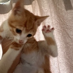 子猫　里親さん募集　茶白　２ヶ月齢　そらまめ🐈 - 猫