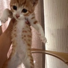 子猫　里親さん募集　茶白　２ヶ月齢　そらまめ🐈 - 加古川市