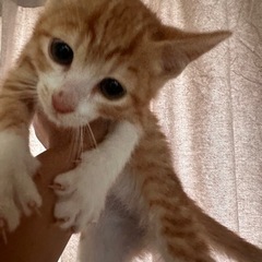 子猫　里親さん募集　茶白　２ヶ月齢　そらまめ🐈